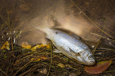 High angle view of fish in water