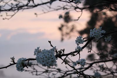 Low angle view of cherry blossoms against sky