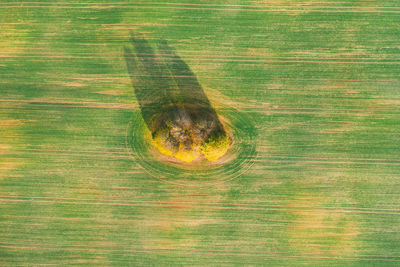 High angle view of horse on land