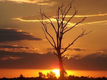 Silhouette tree against orange sky