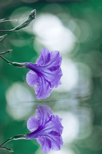 Close-up of purple flowering plant