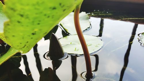 Close-up of wet plants in lake