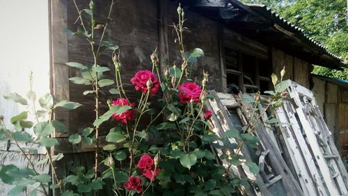 Pink flowers blooming on tree