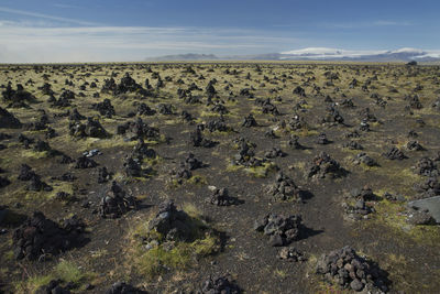 Flock of sheep on rock against sky