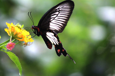 Close-up of butterfly pollinating on flower