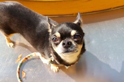 Close-up portrait of dog