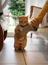 Cat sitting on table at home