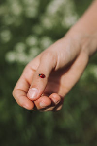 Cropped hand of person with ladybug
