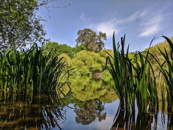 Scenic view of lake against sky