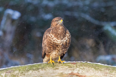 Buzzard during snowfall on a tree trunk in forest