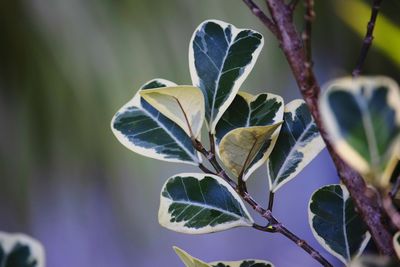 Close-up of purple flowering plant