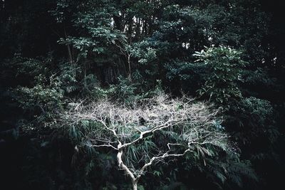 Trees in forest at night