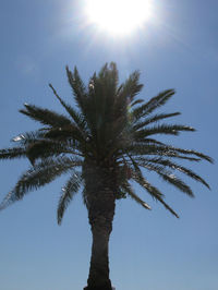 Low angle view of palm tree against sky