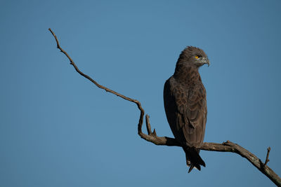 Brown snake-eagle on dead branch turning head