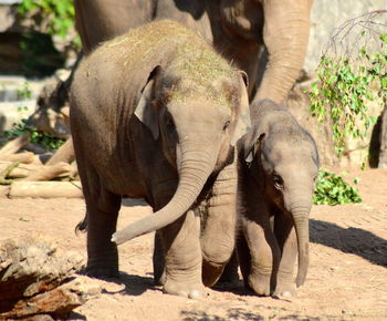 Close-up of elephant