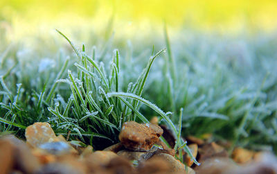 Close-up of fresh green plant in field