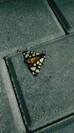 Close-up of butterfly on leaf