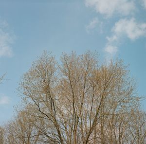 Low angle view of trees against blue sky