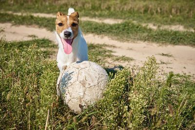 Portrait of a dog on land