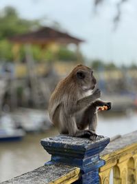 Monkey shot on iphone 13 pro potrait mode