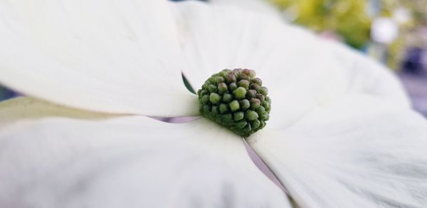 Close-up of white flower