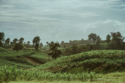 Scenic view of agricultural field against sky