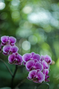 Close-up of purple flowering plant