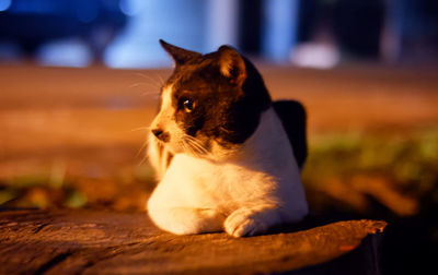 Close-up of a dog looking away