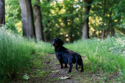 Dog standing on field