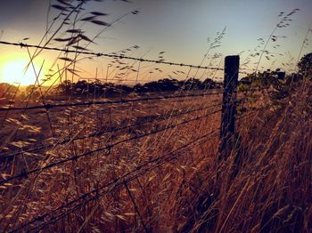 Close-up of barbed wire on field against sky at sunset