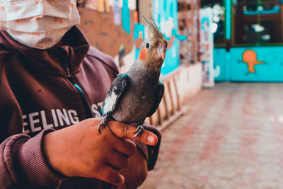 Close-up of hand holding bird