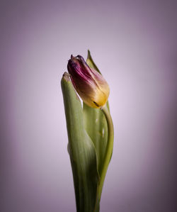 Close-up of pink tulip flower against white background