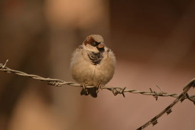 Close-up of bird perching on snow