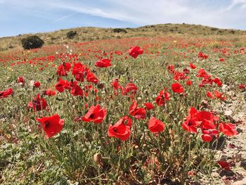 Close-up of poppies growing in field against sky