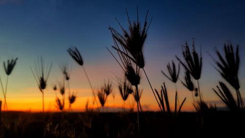 Silhouette of stalks in field against sunset sky