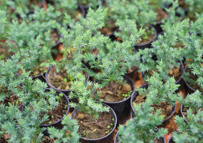 High angle view of potted plants on field