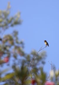 Low angle view of bird perching on branch against sky