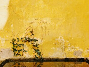 Close-up of yellow flower against wall