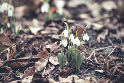 Close-up of white crocus flowers on field