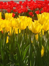 Close-up of fresh yellow flowers blooming in field