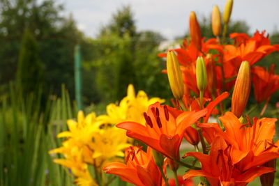 Close-up of orange lilies blooming outdoors