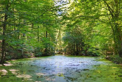 Scenic view of river amidst trees in forest