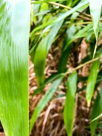 Close-up of fresh green plant