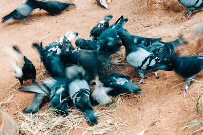 High angle view of birds on land