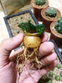 Close-up of hand holding vegetables