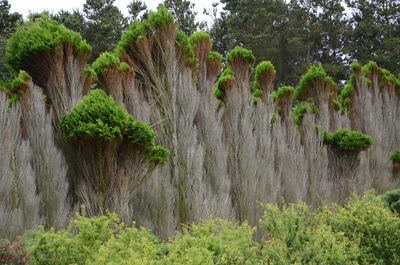 Panoramic view of trees in forest