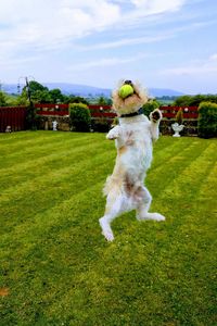 Dog running on grass