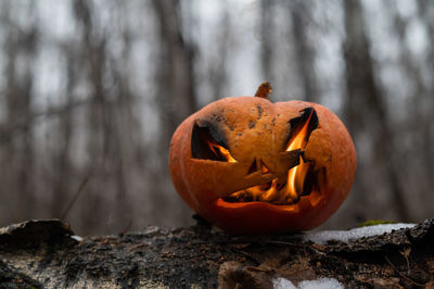 Close-up of pumpkin on tree during autumn