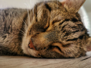 Close-up of cat sleeping