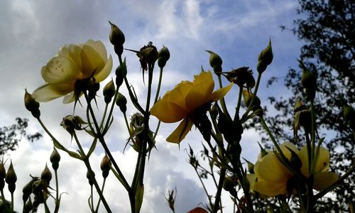 Low angle view of yellow flower against sky